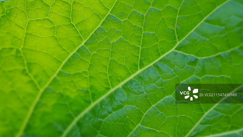 菜叶脉落纹理图片素材