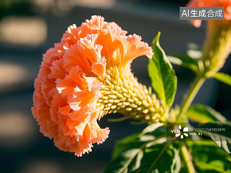 【AI数字艺术】鸡冠花图片素材