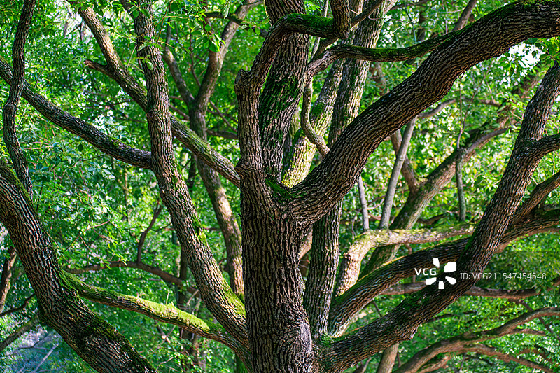 枝叶繁茂的大树特写图片素材
