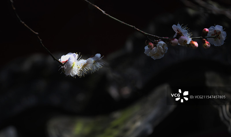 古寺探梅（云岫寺宋代古梅）图片素材