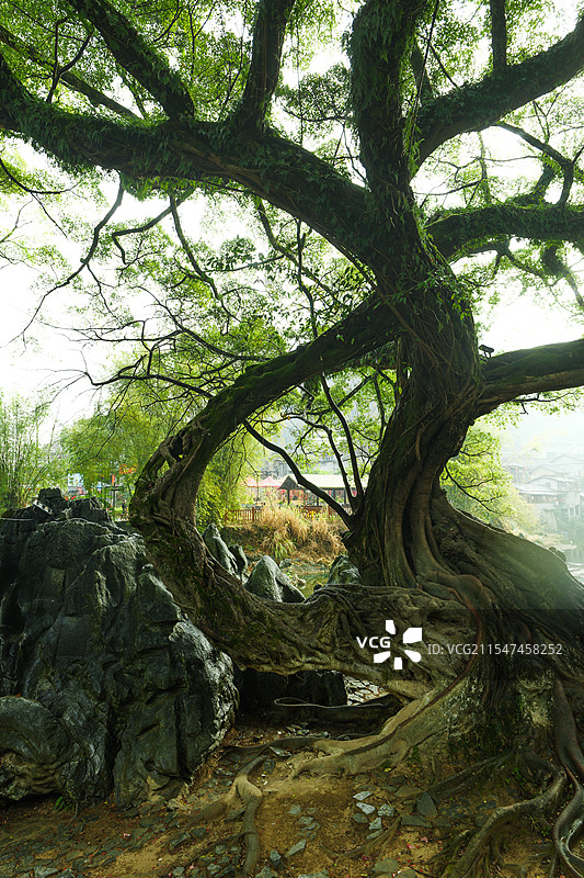 贺州黄姚古镇古树图片素材