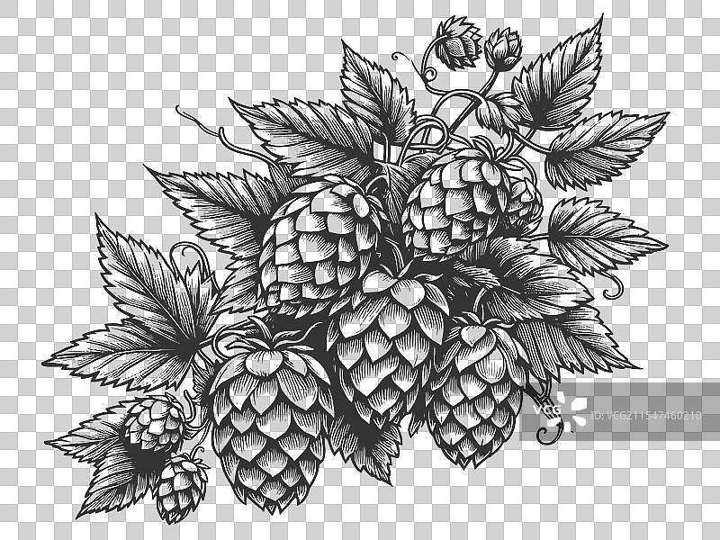 啤酒花植物雕刻素描图片素材
