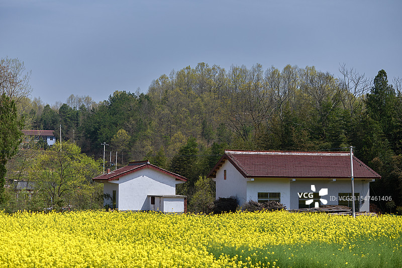 陕西旅游陕南风光汉中洋县油菜花海图片素材