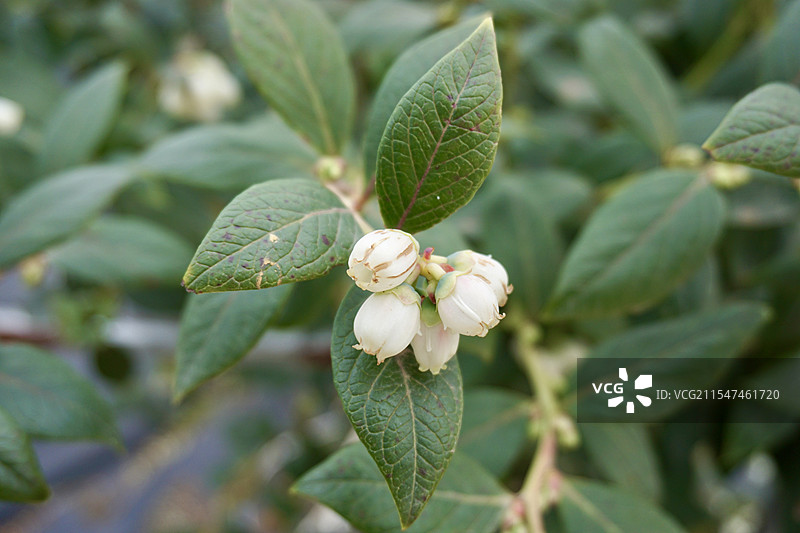 蓝莓 生长 花骨朵图片素材