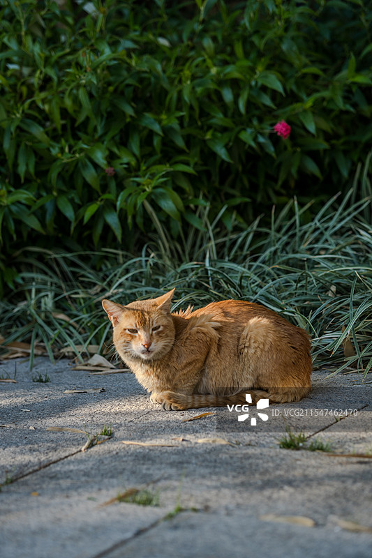 猫特写镜头图片素材