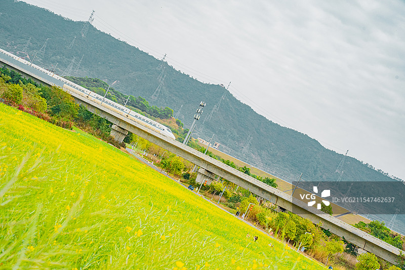 深圳欢乐田园油菜花海图片素材