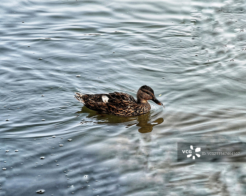 小鸭子在水里嬉戏图片素材