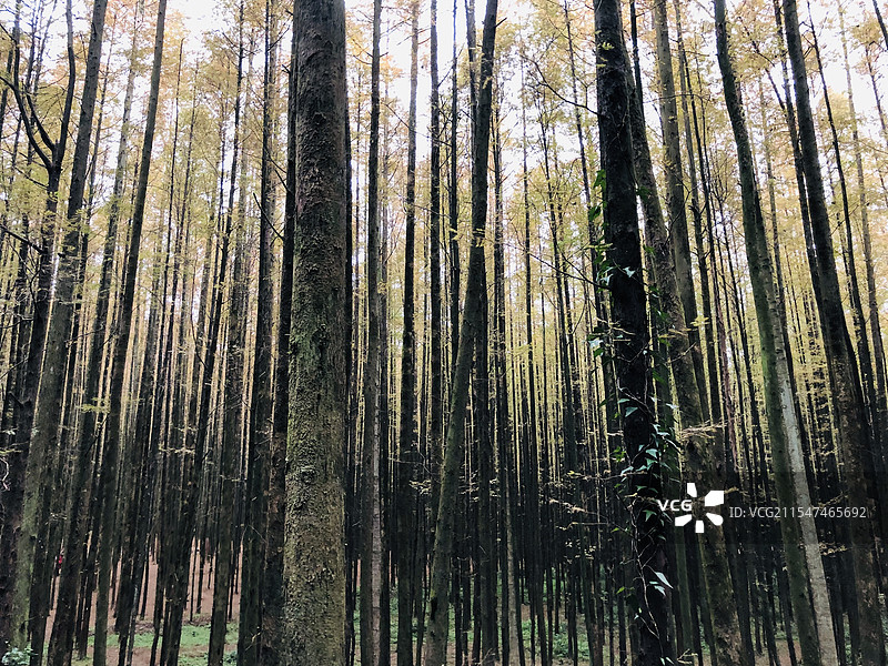 重庆山王坪图片素材