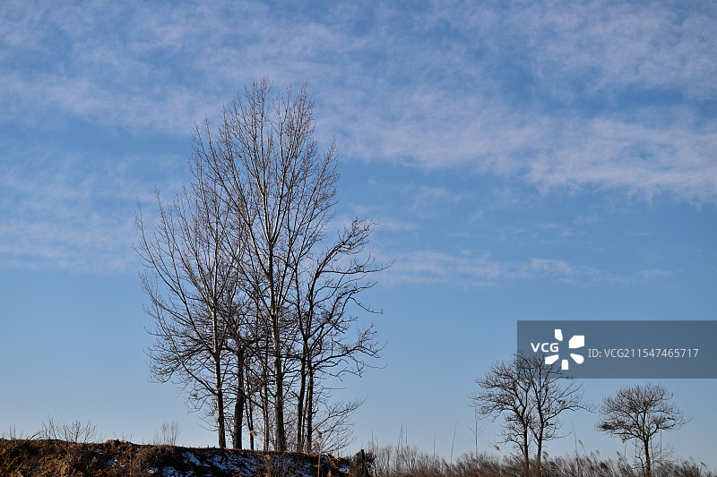 冬日明朗天空下的秃树，河南鹤壁农村图片素材