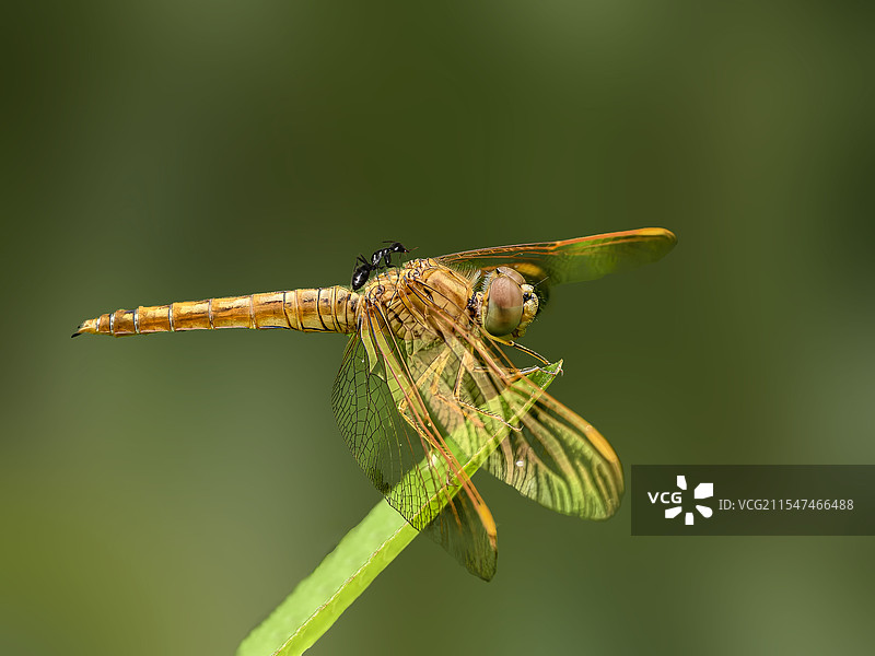 休息中的蜻蜓和蚂蚁图片素材