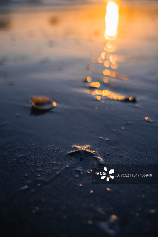 日落时海滩上海星的特写镜头图片素材