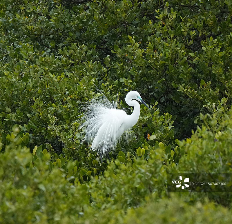 红树林已长出繁殖羽的白鹭图片素材