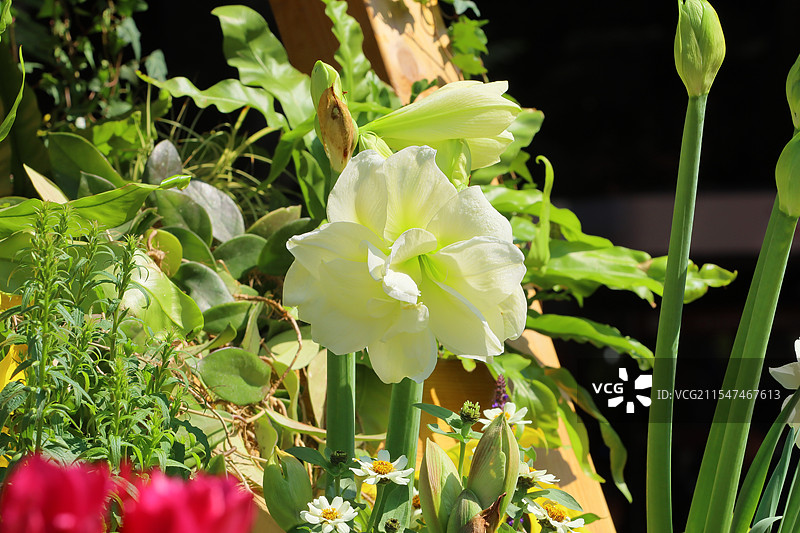 深圳仙湖植物园的百合花图片素材