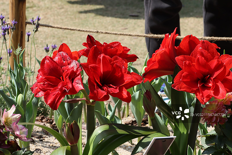 深圳仙湖植物园的百合花图片素材