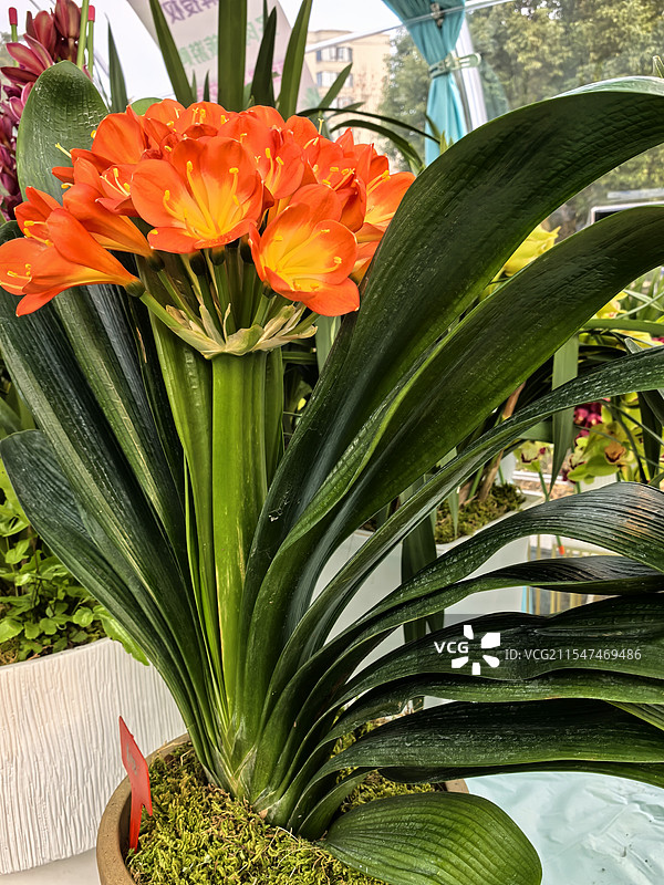 君子兰图片素材