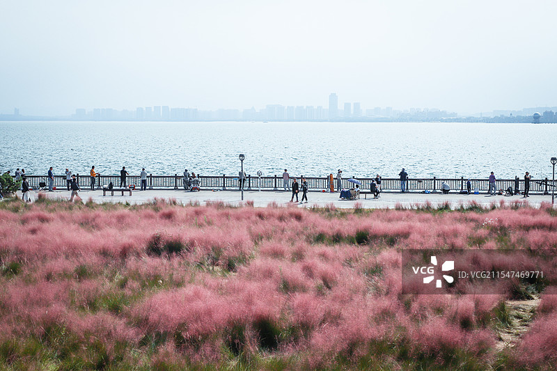 海边粉黛图片素材