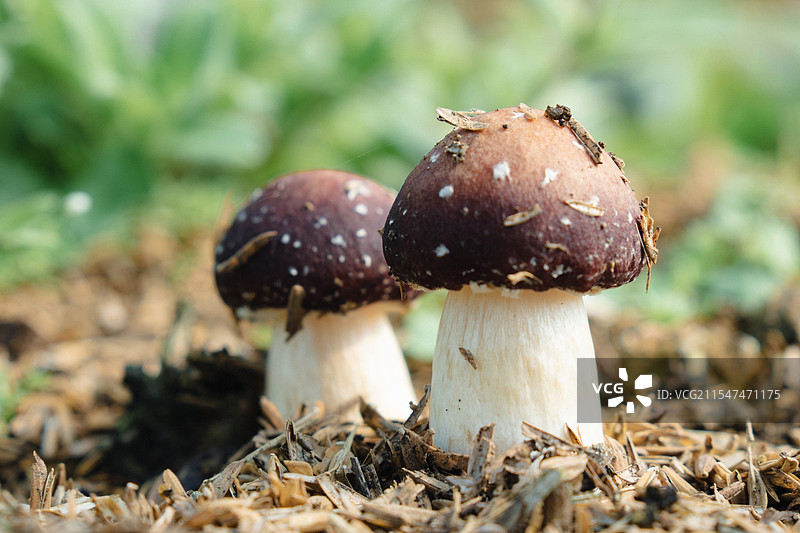 草丛里的蘑菇图片素材