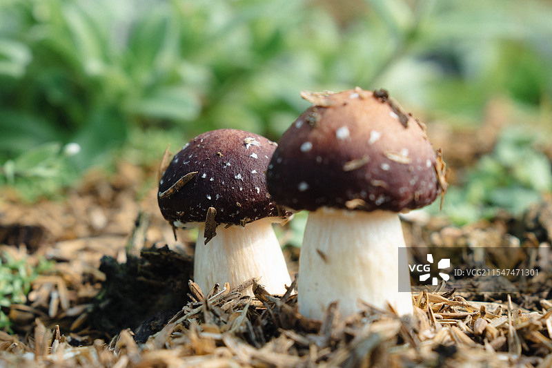 草丛里的蘑菇图片素材