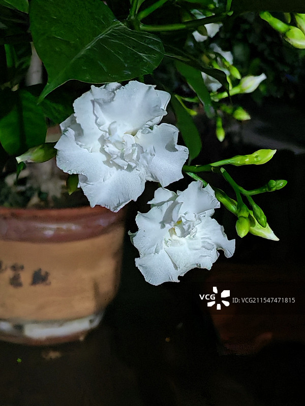 夜间茉莉图片素材