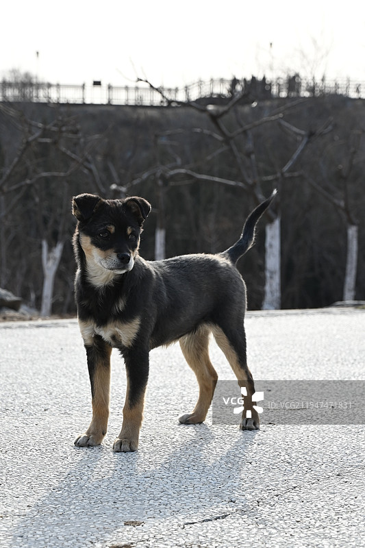 中华土狗图片素材