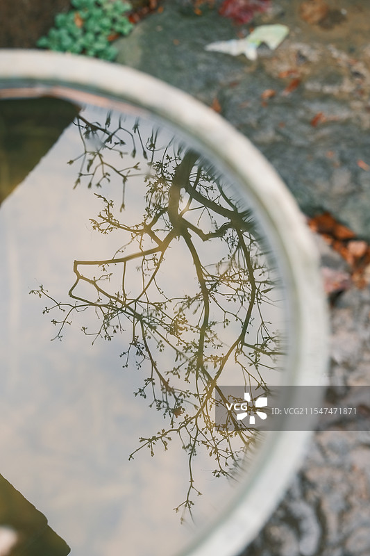 水中树的倒影图片素材