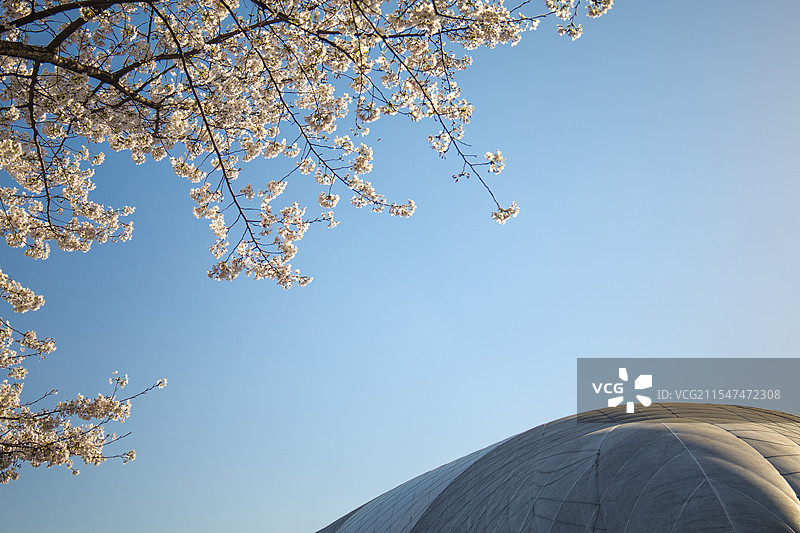 浙大紫金港樱花与气膜馆图片素材