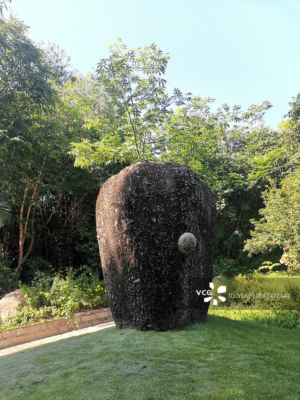 厦门植物园里奇形怪状的树图片素材