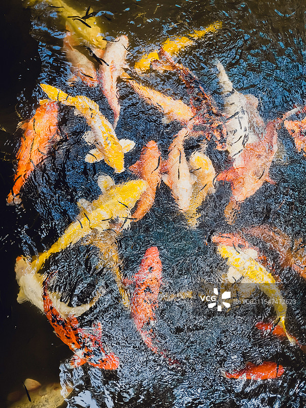 大鱼小鱼图片素材