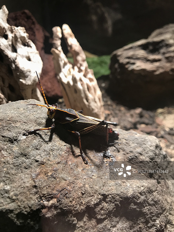 蚱蜢特写图片素材