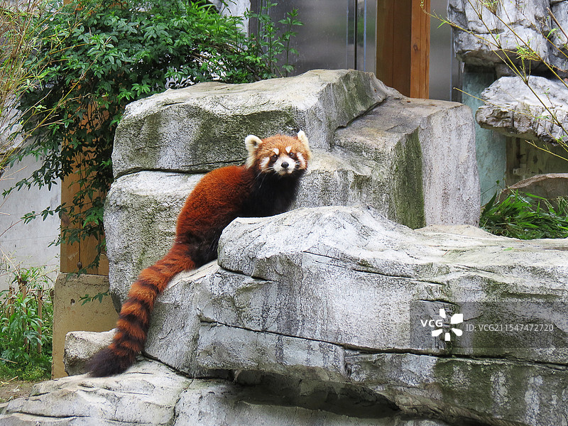 贵阳黔灵公园小熊猫图片素材