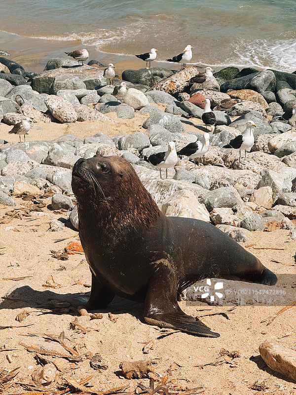 海洋精灵们图片素材