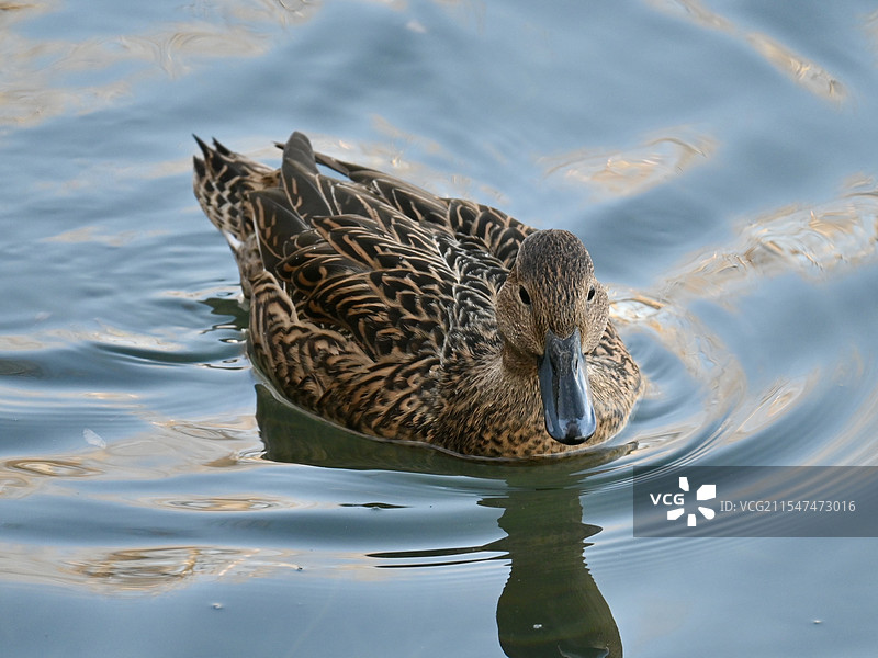 湖面上游荡的雌性针尾鸭图片素材