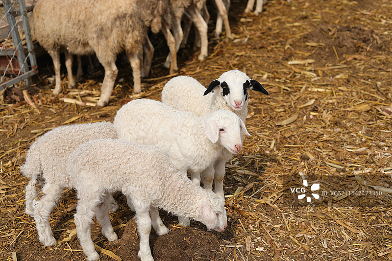 进食的三只小羊羔图片素材