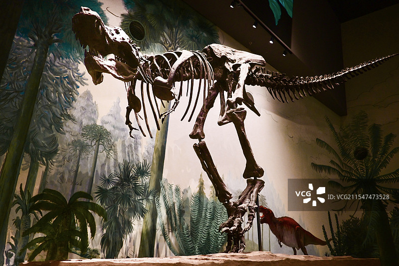 白垩纪暴龙骨架图片素材