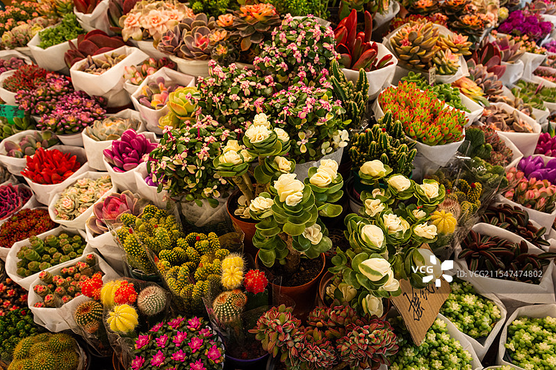 云南昆明斗南花卉市场二楼多肉专卖区图片素材