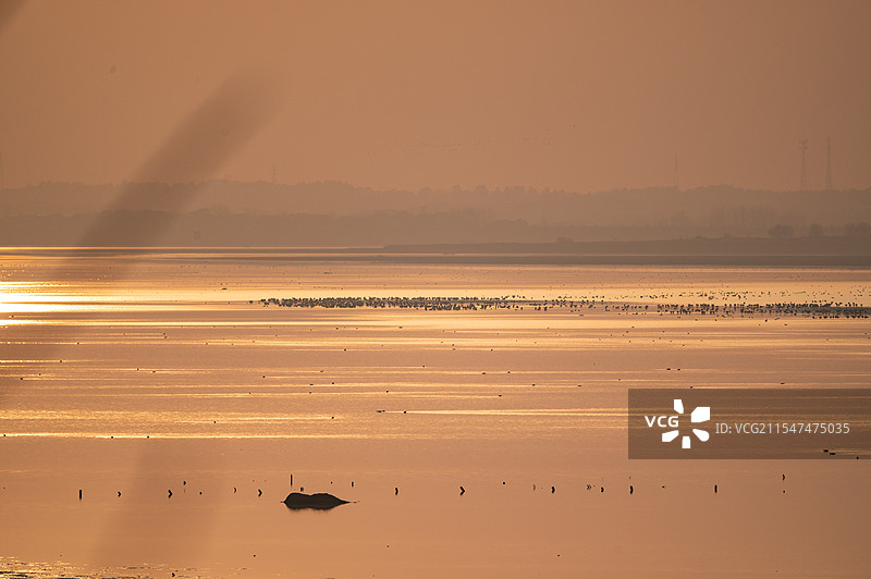 升金湖的黄昏和远处水面的小天鹅图片素材