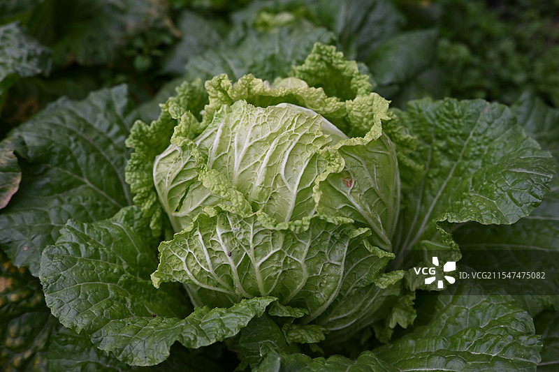 卷心菜图片素材