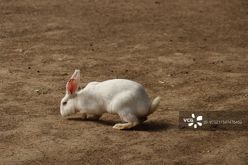 可爱的大白兔图片素材