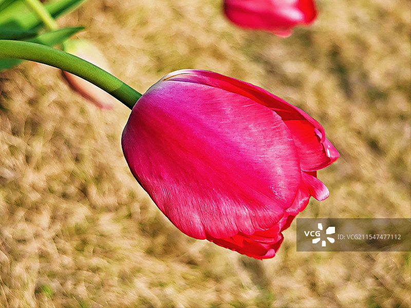 郁金香图片素材