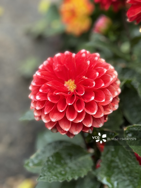 鲜艳夺目的大丽花图片素材