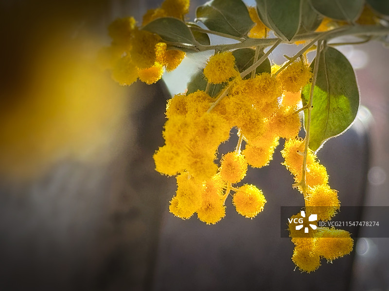 银叶金合欢图片素材