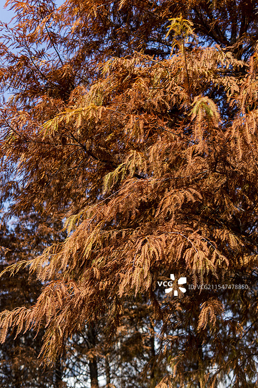 红杉林图片素材