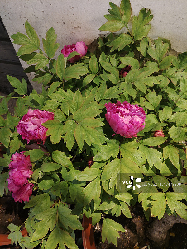 春天牡丹花开 国色芳华图片素材