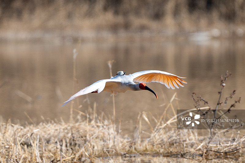 咸阳湖 朱鹮图片素材