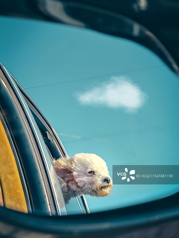 向往风一样的自由图片素材