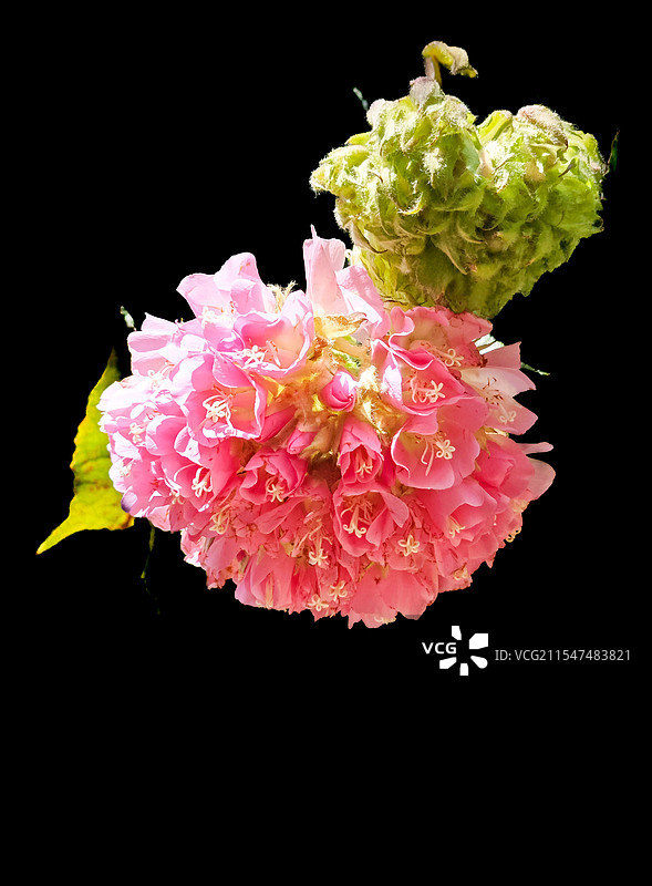 粉色花特写图片素材