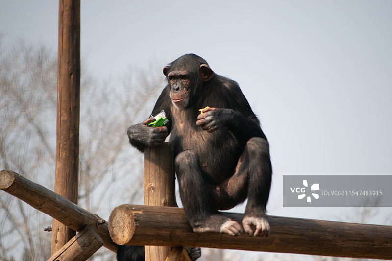 类人猿图片素材