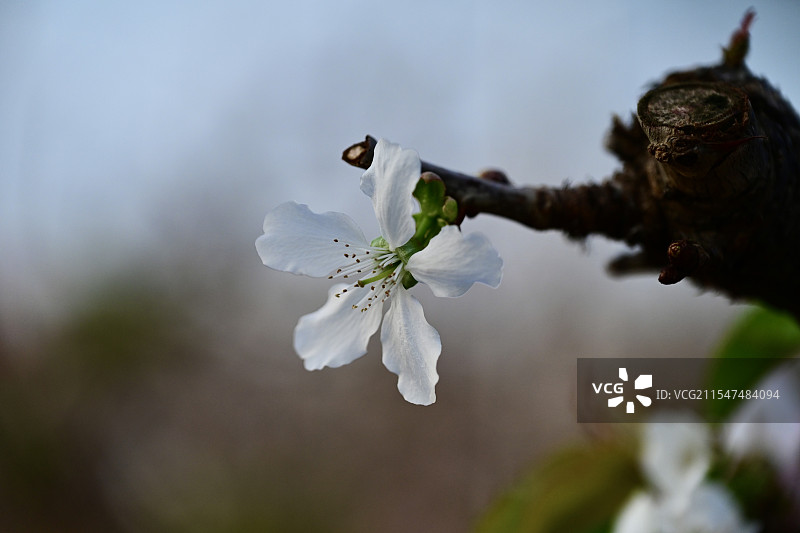 胶东樱桃大棚里的樱桃树开花啦图片素材