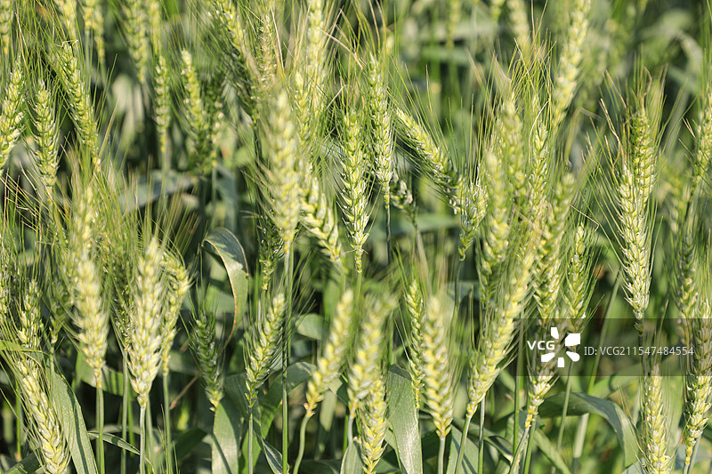 獭山村的麦田图片素材