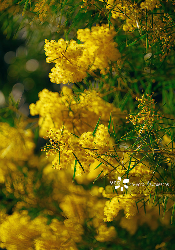 相思树图片素材